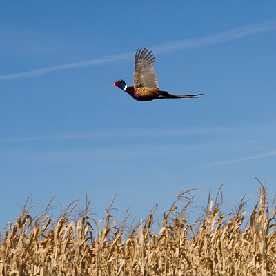 Pheasant Forecast